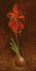 Amaryllis Formosissima